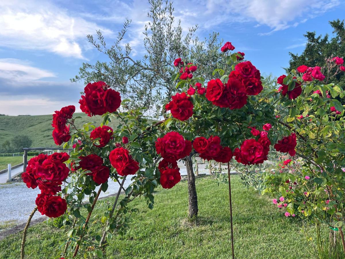 Masso alle Rose di Santarsiero Serena Montaione Esterno foto